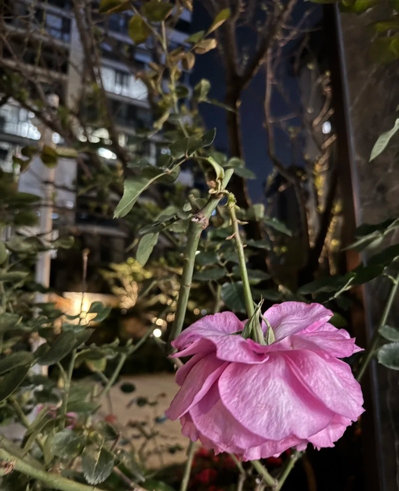 tâm trạng ảnh hoa buồn 24