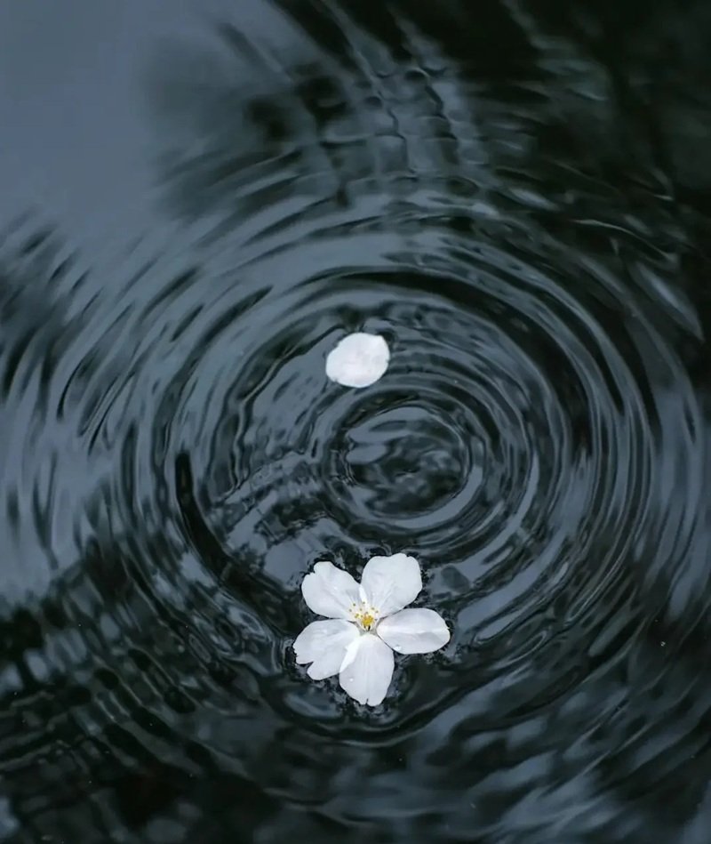 tâm trạng ảnh hoa buồn 28