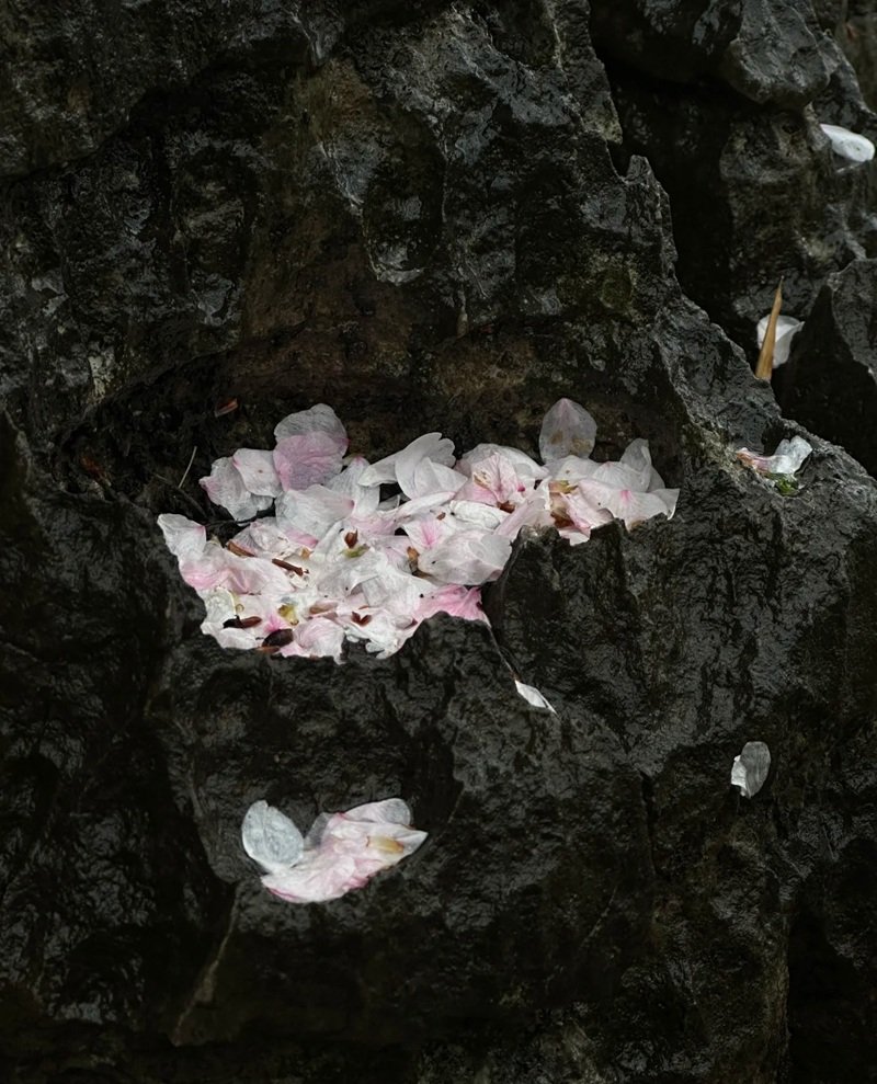 tâm trạng ảnh hoa buồn 37