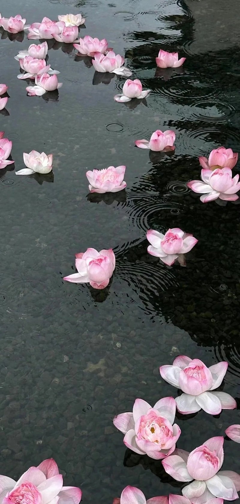 Ảnh Hoa Chill Buồn 15