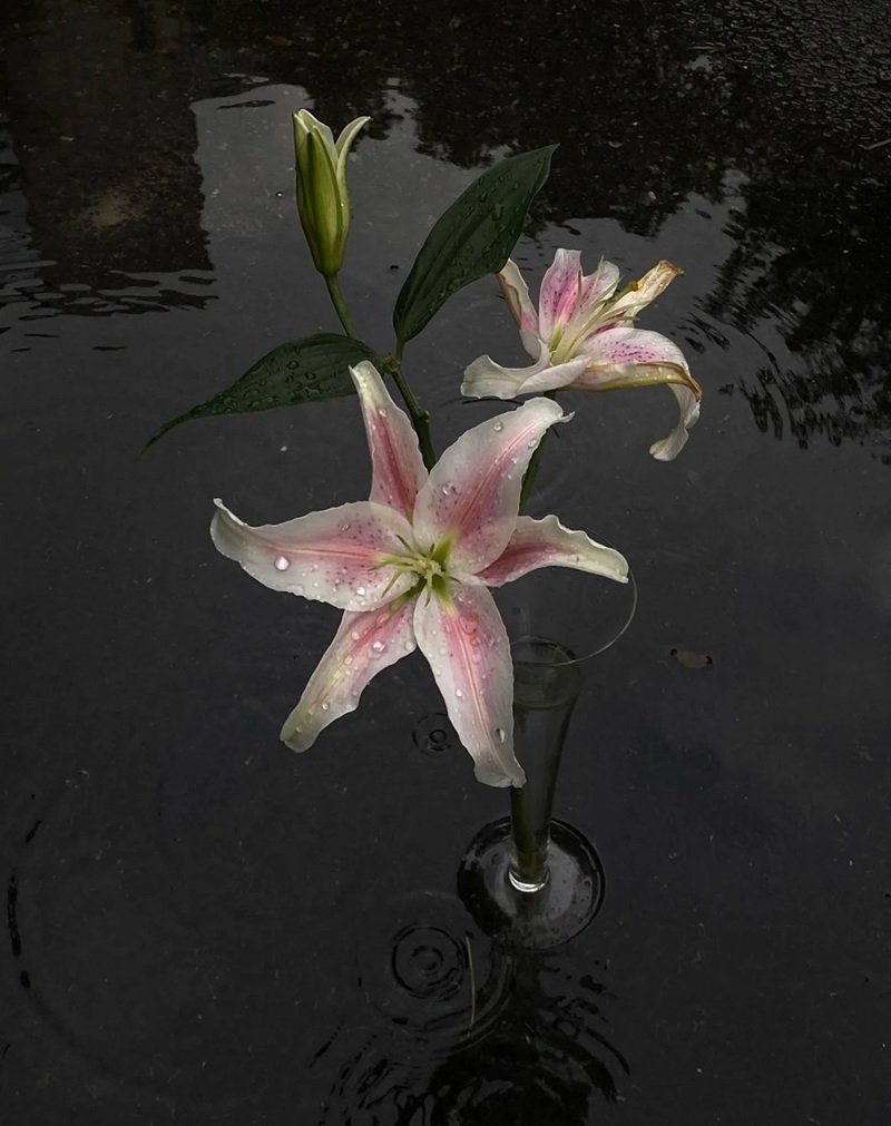 Ảnh Hoa Chill Buồn 29