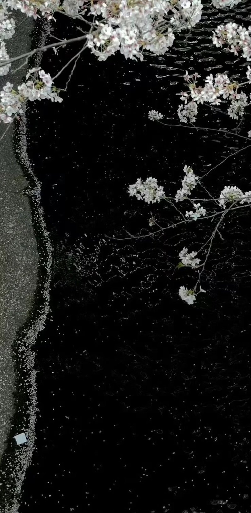 Ảnh Hoa Chill Buồn 32