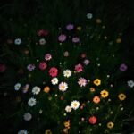 Ảnh Hoa Chill Buồn 39