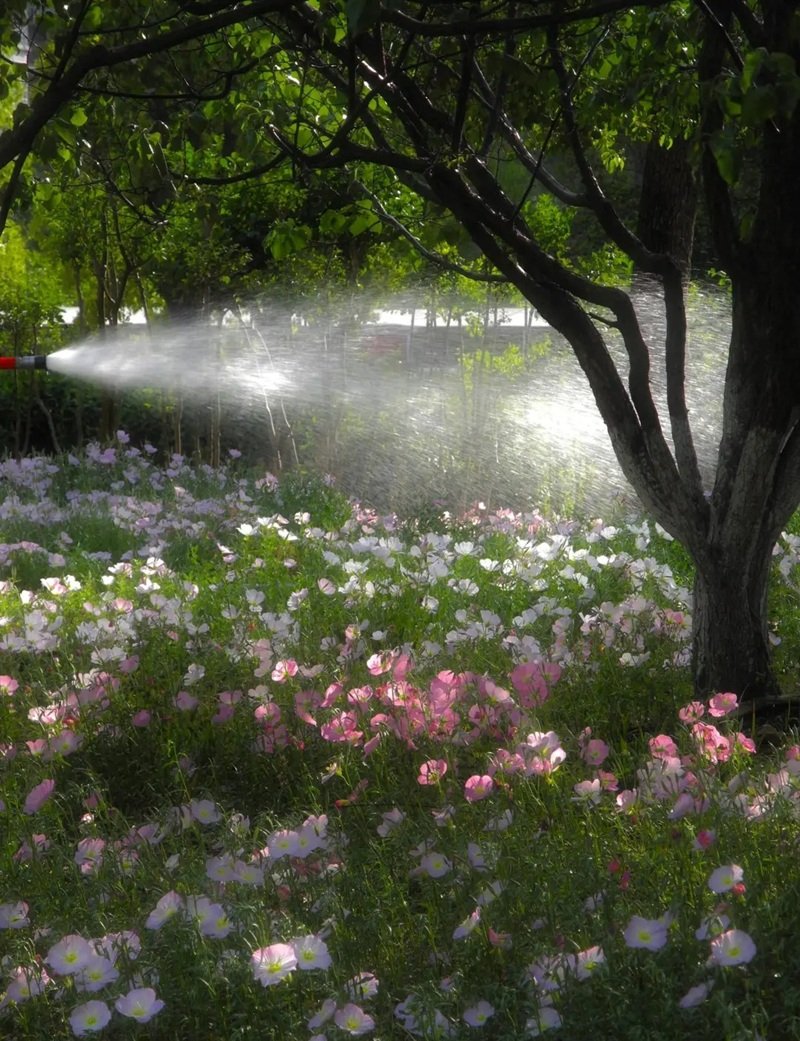 Ảnh Hoa Chill Buồn 7