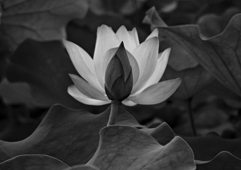 Avatar Ảnh Buồn Đám tang 11