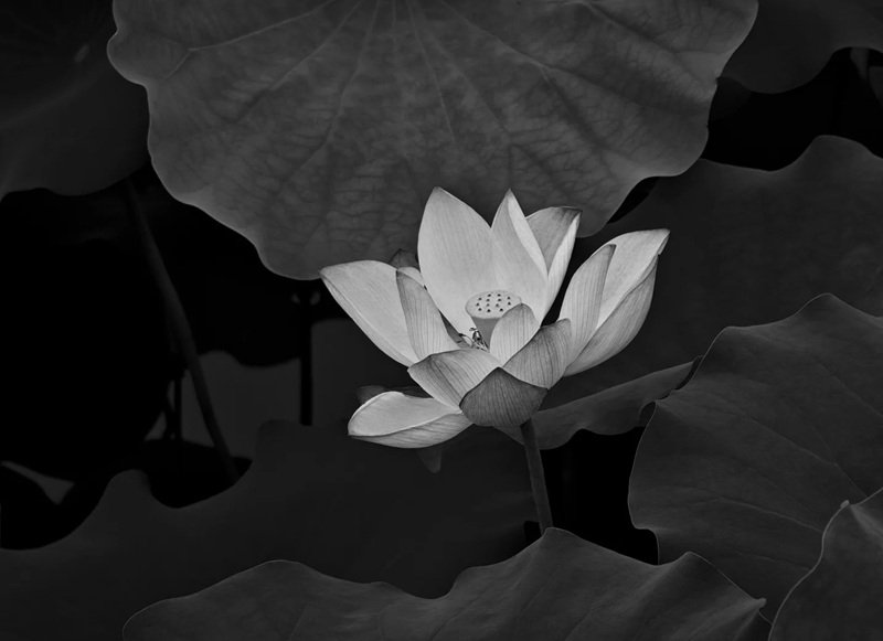 Avatar Ảnh Buồn Đám tang 12