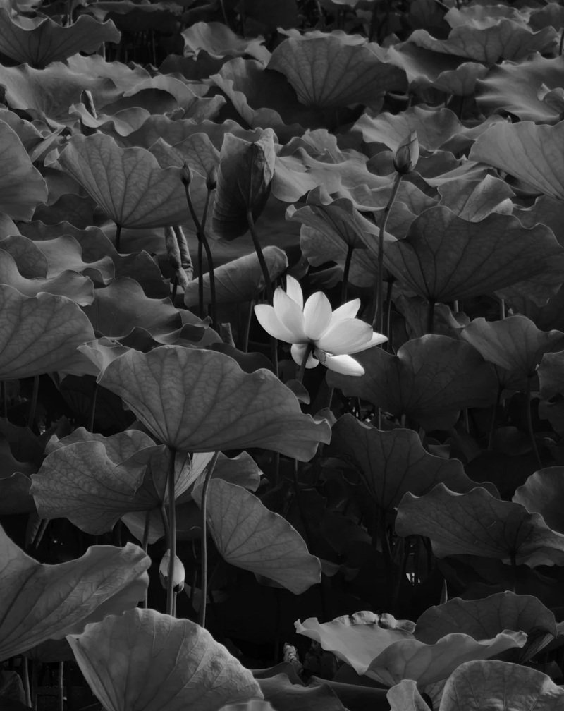 Avatar Ảnh Buồn Đám tang 13