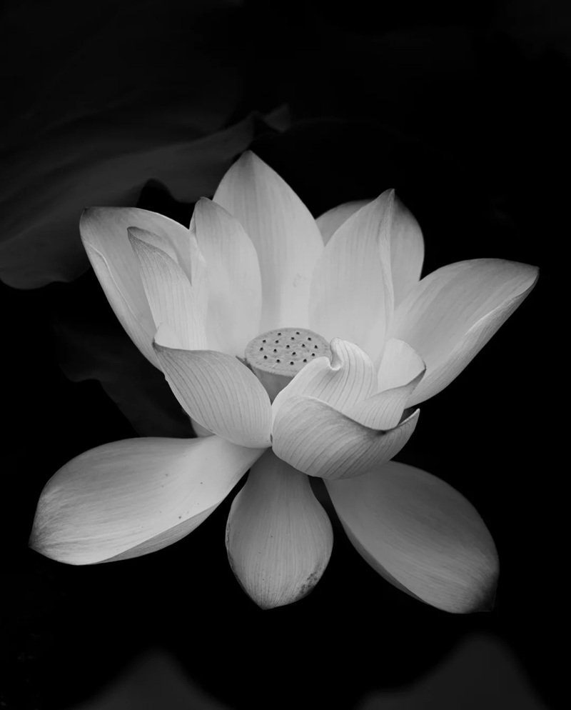 Avatar Ảnh Buồn Đám tang 17