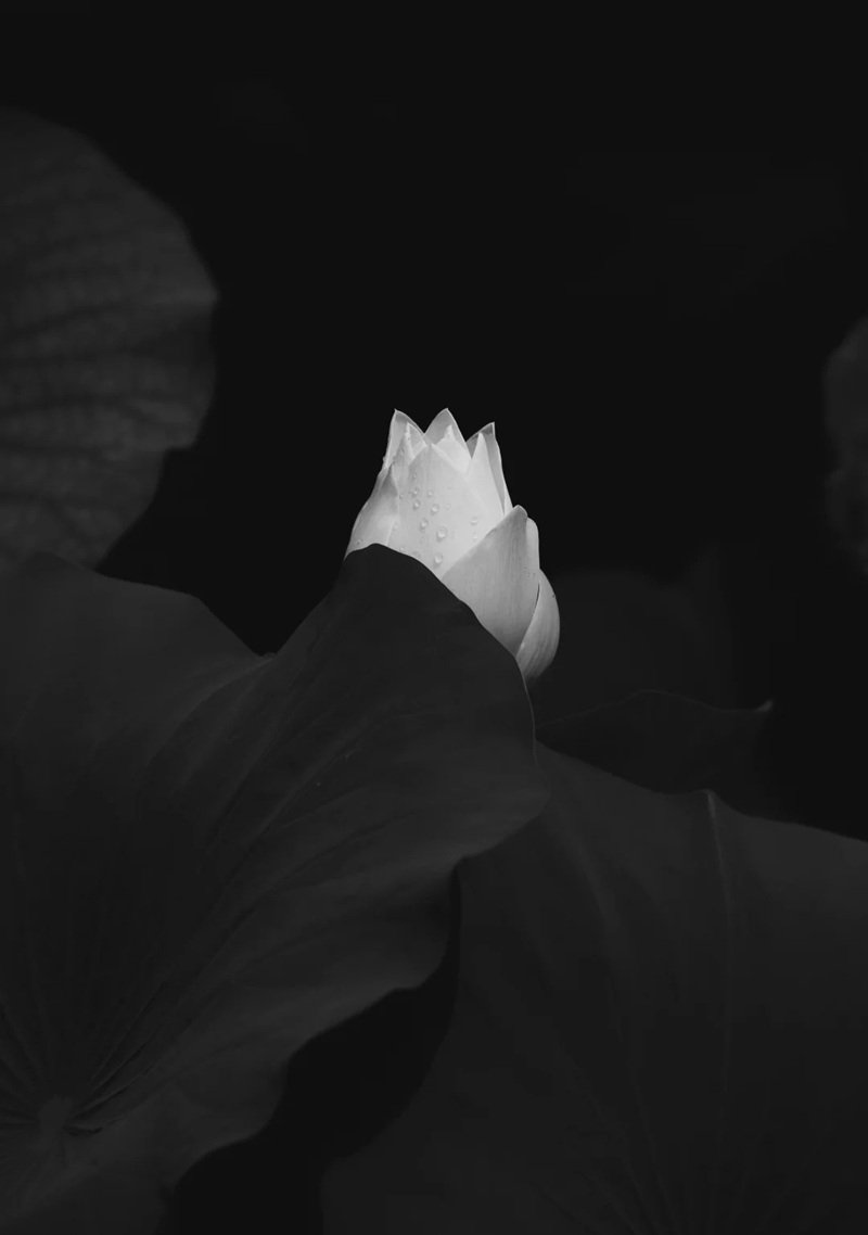 Avatar Ảnh Buồn Đám tang 18