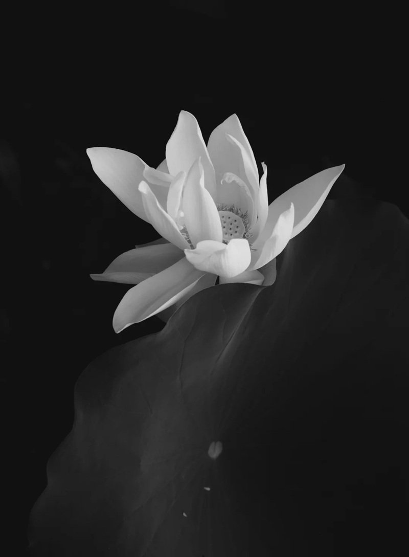 Avatar Ảnh Buồn Đám tang 20