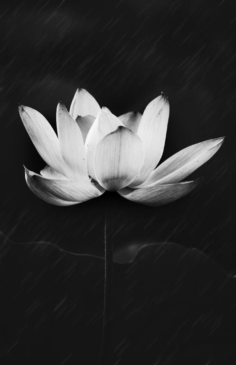 Avatar Ảnh Buồn Đám tang 22