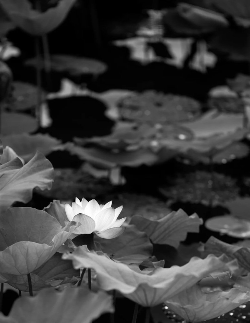 Avatar Ảnh Buồn Đám tang 28