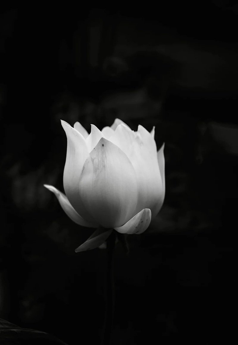 Avatar Ảnh Buồn Đám tang 3