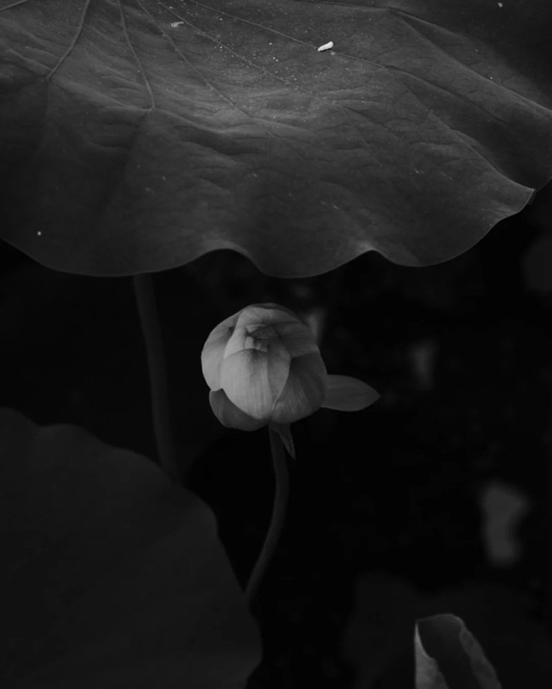 Avatar Ảnh Buồn Đám tang 33