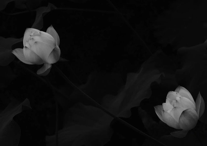 Avatar Ảnh Buồn Đám tang 34