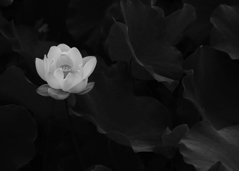 Avatar Ảnh Buồn Đám tang 35