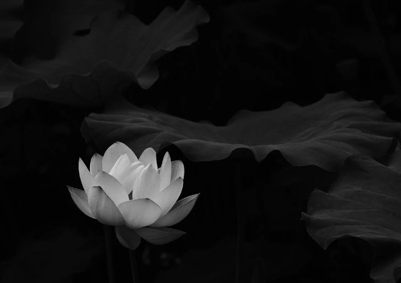 Avatar Ảnh Buồn Đám tang 36