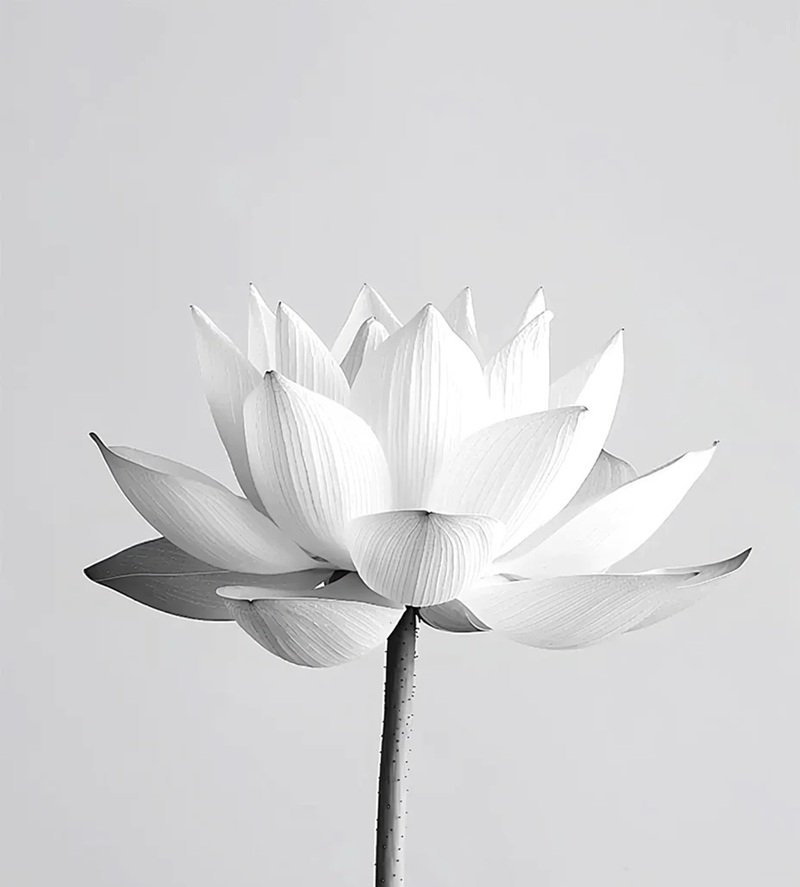 Avatar Ảnh Buồn Đám tang 38