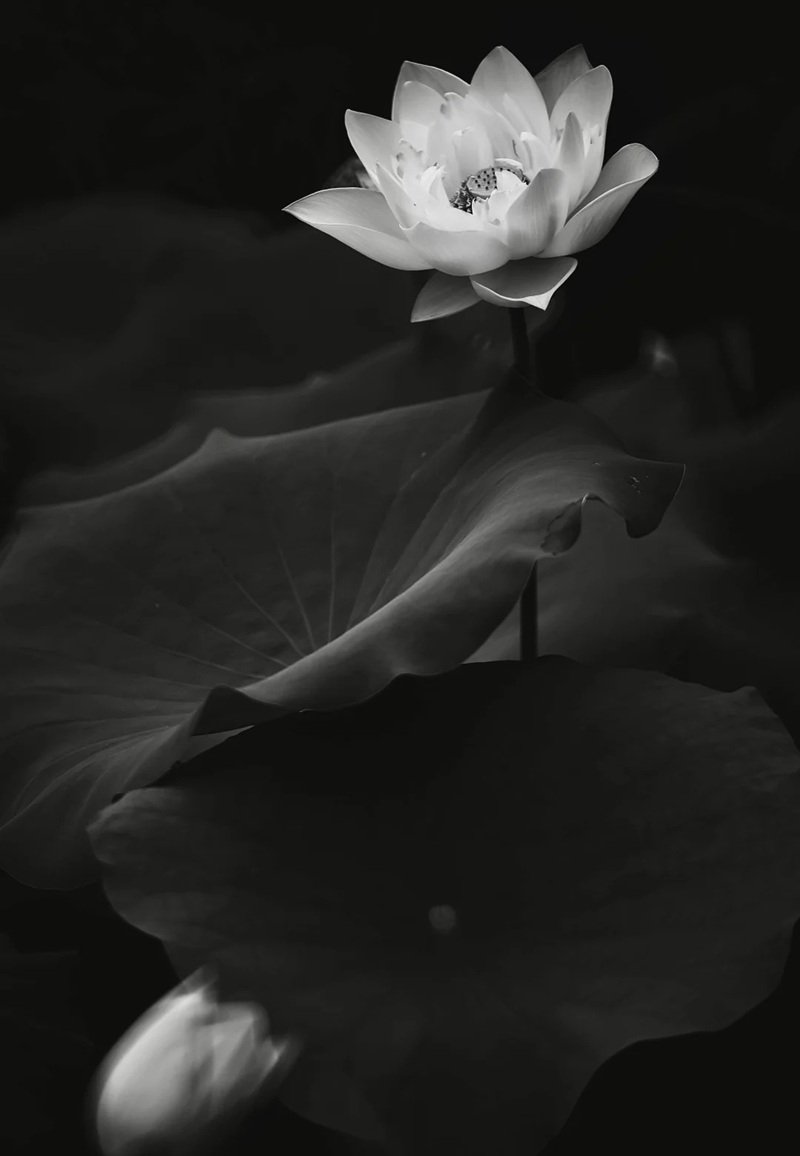 Avatar Ảnh Buồn Đám tang 6