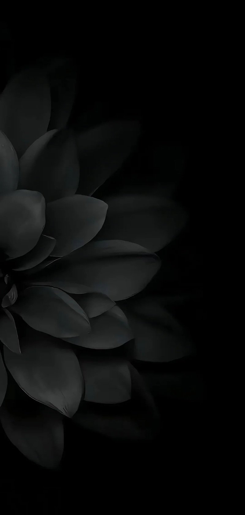 ảnh buồn màu đen hoa sen