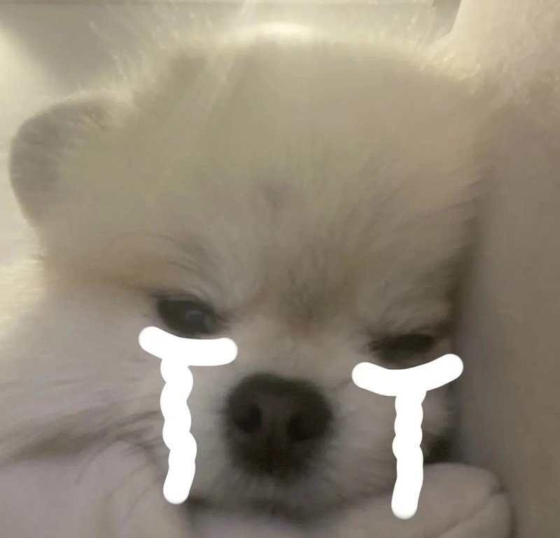 ảnh chó buồn 10