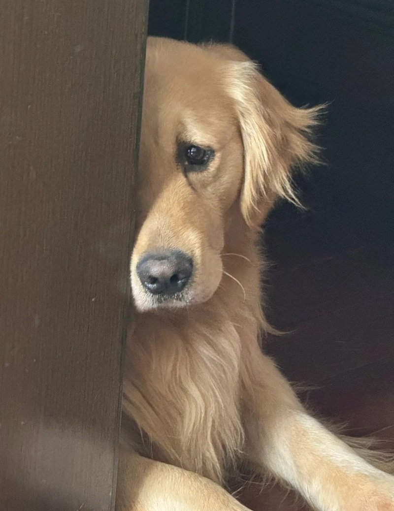 ảnh chó buồn 11