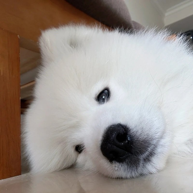 ảnh chó buồn 12