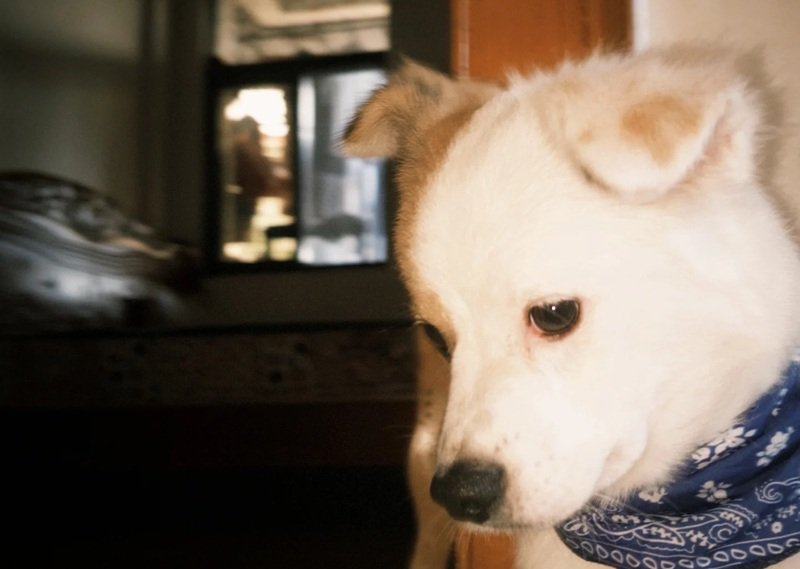 ảnh chó buồn 13