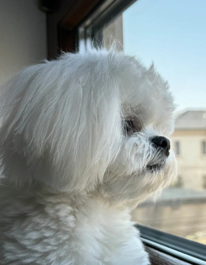 ảnh chó buồn 14