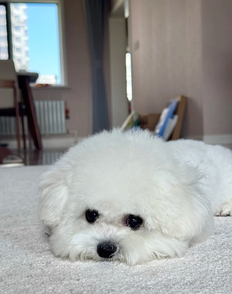 ảnh chó buồn 15