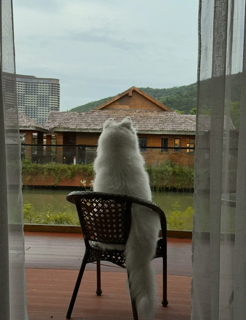 ảnh chó buồn 16