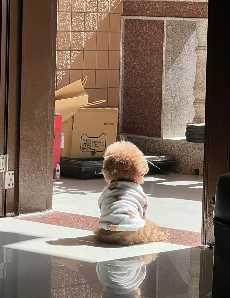 ảnh chó buồn 17