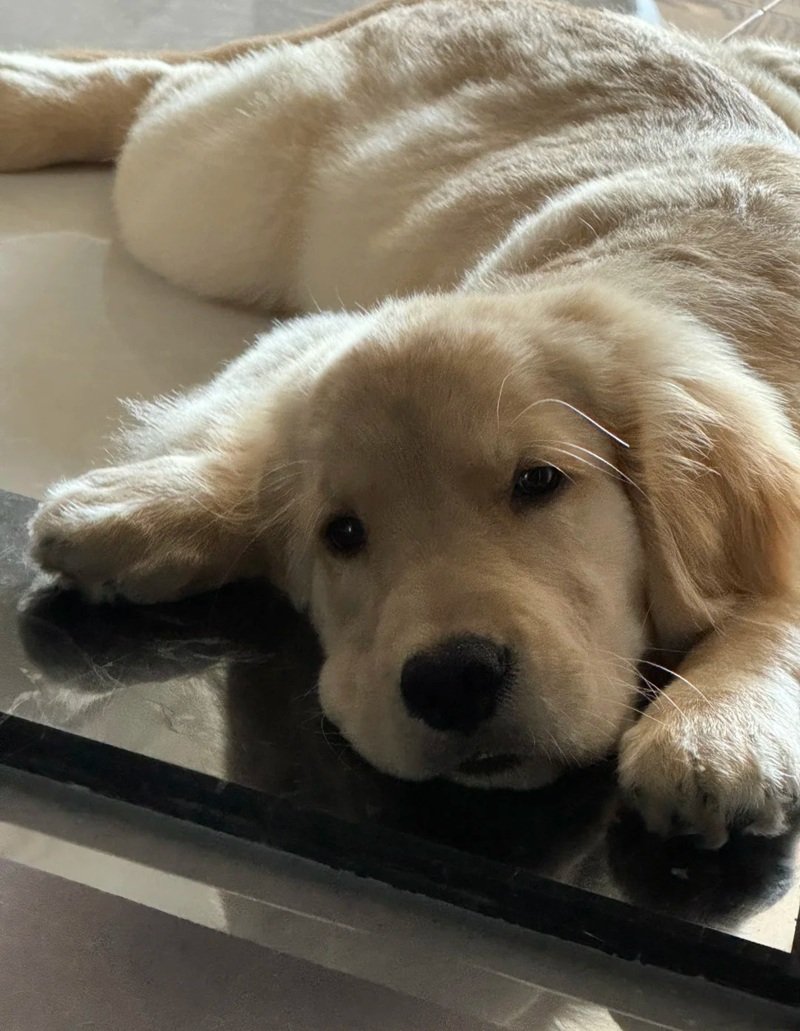 ảnh chó buồn 18