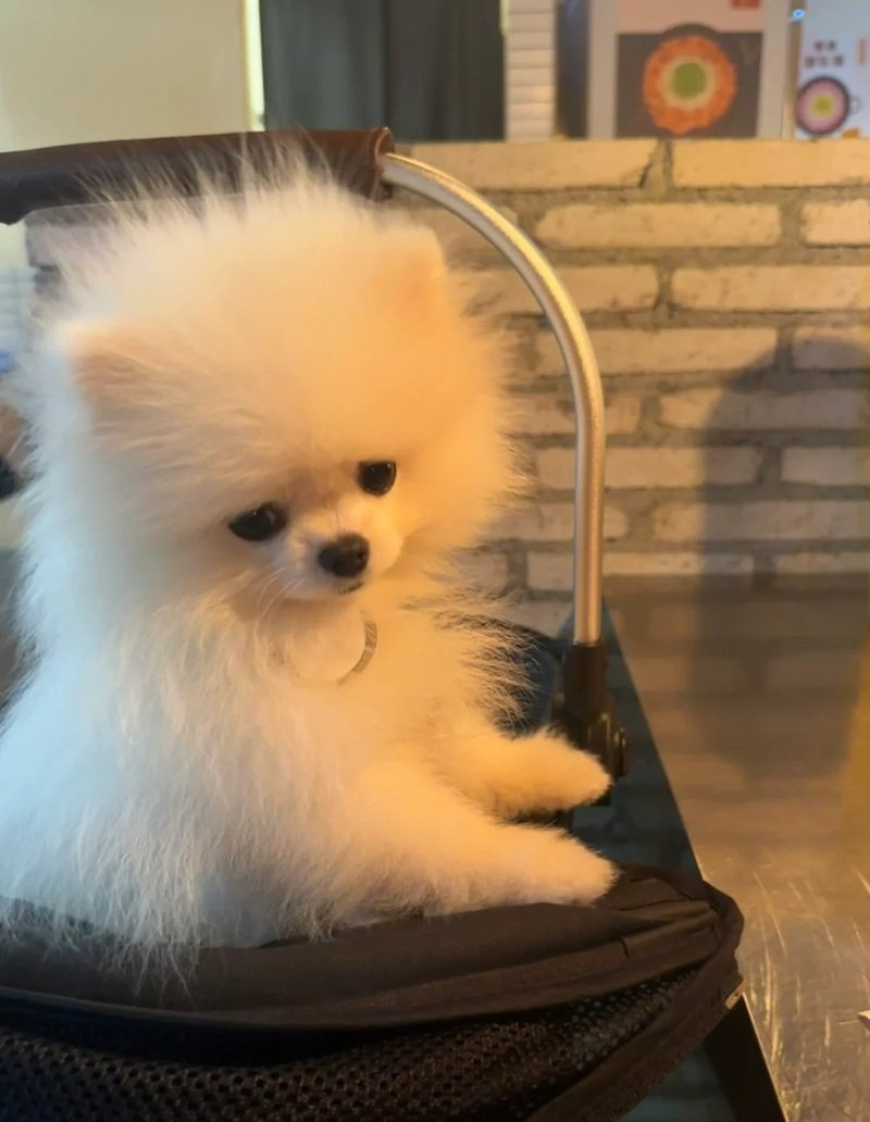 ảnh chó buồn 19