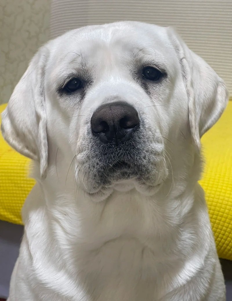 ảnh chó buồn 20