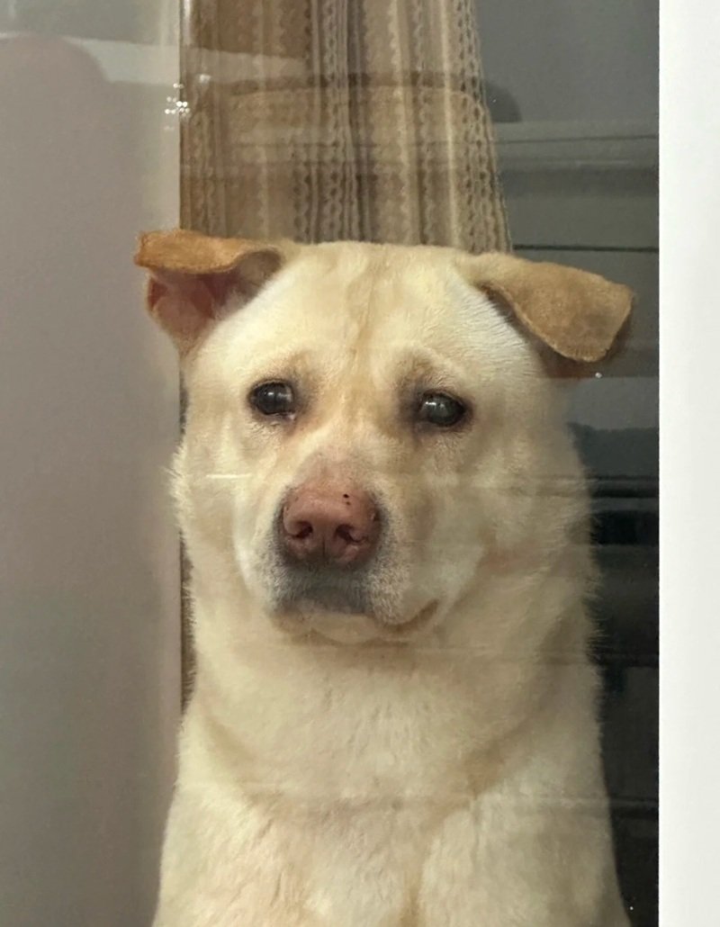 ảnh chó buồn 21