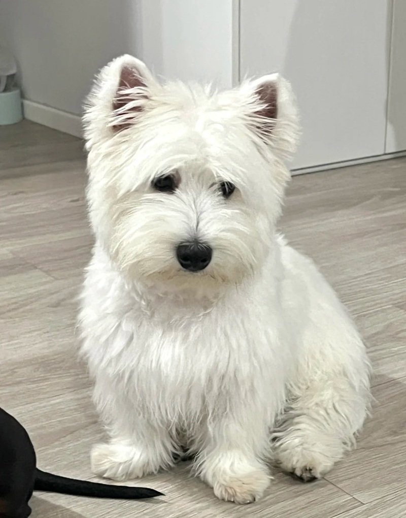 ảnh chó buồn 22