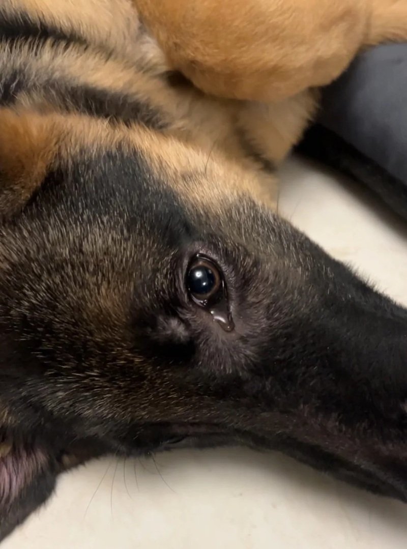 ảnh chó buồn 23