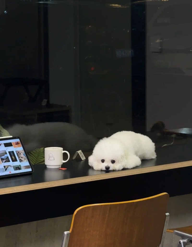 ảnh chó buồn 24