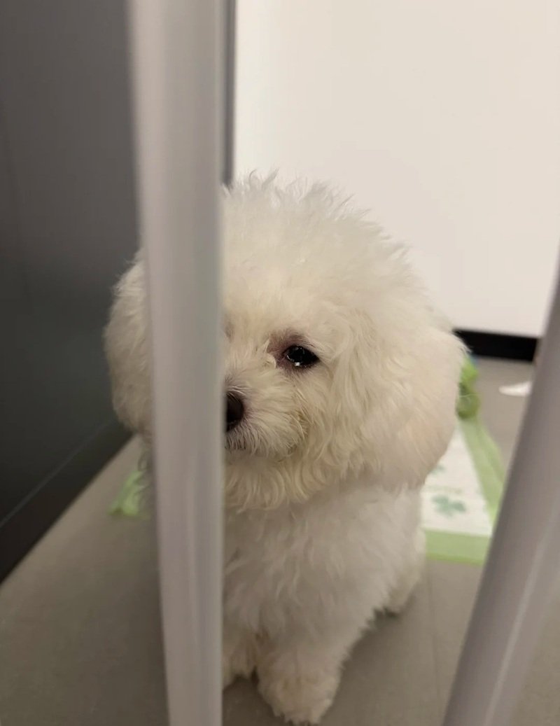 ảnh chó buồn 25