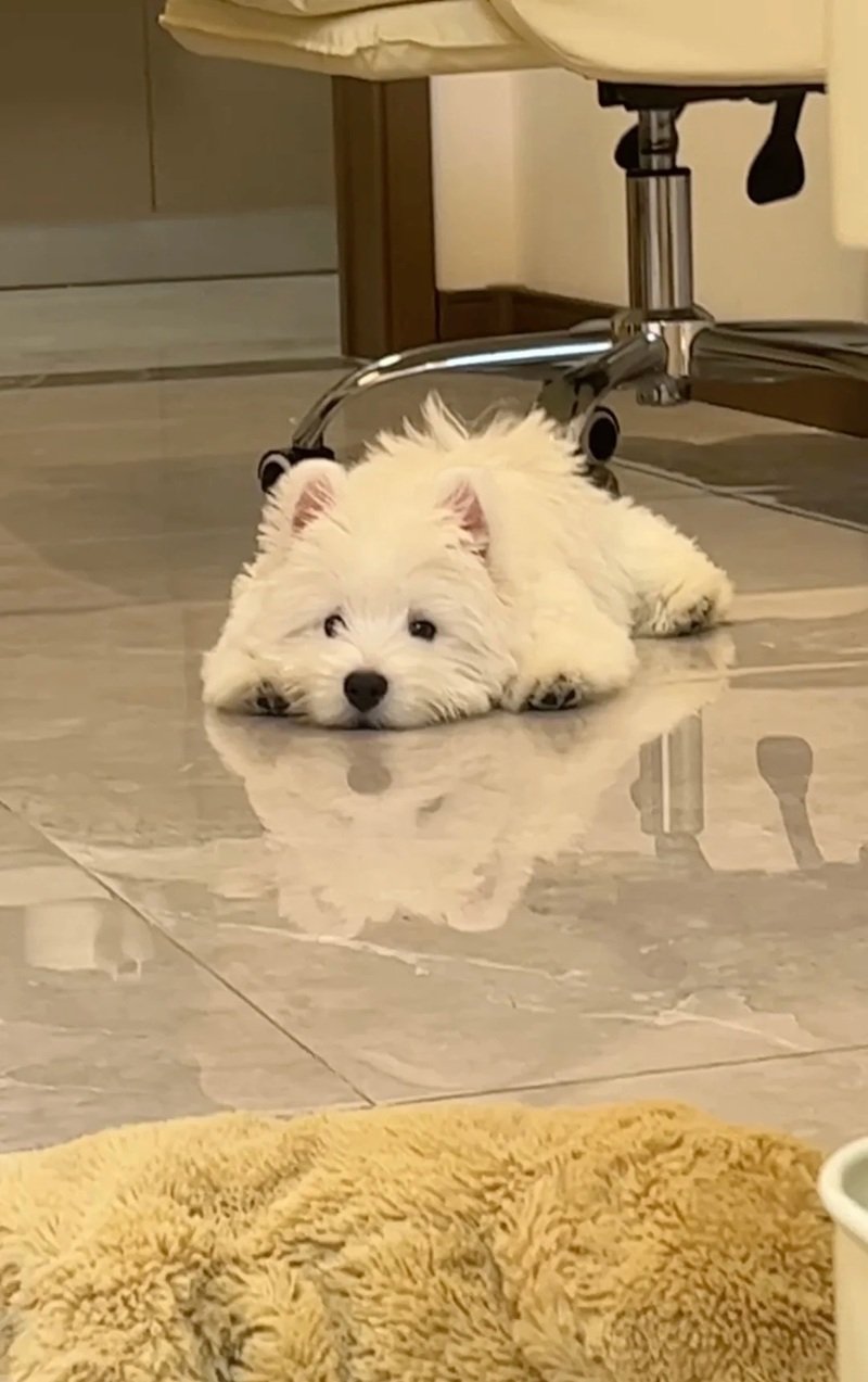 ảnh chó buồn 26