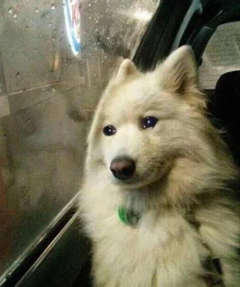 ảnh chó buồn 27