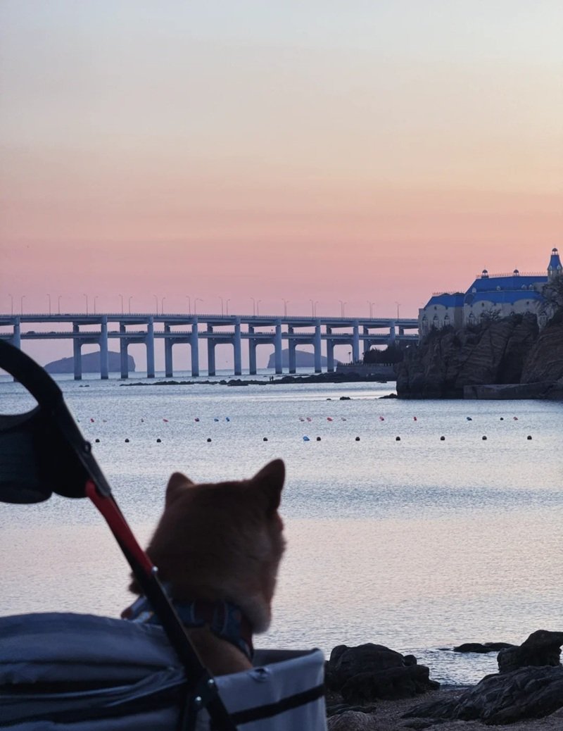 ảnh chó buồn 28