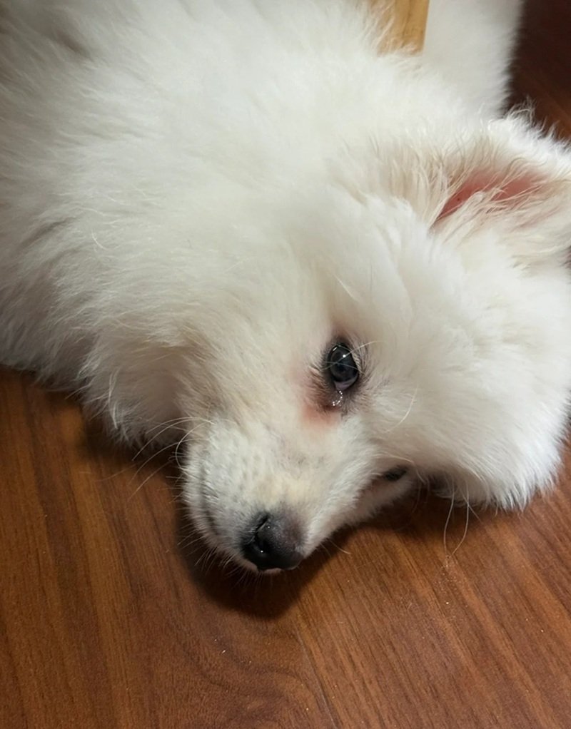 ảnh chó buồn 29