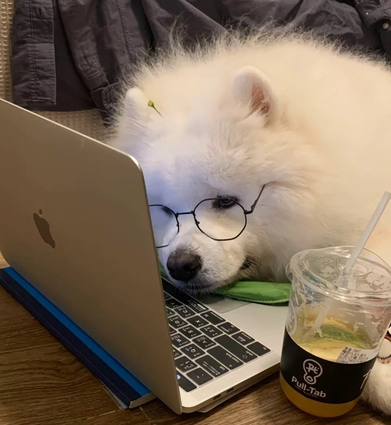 ảnh chó buồn 30