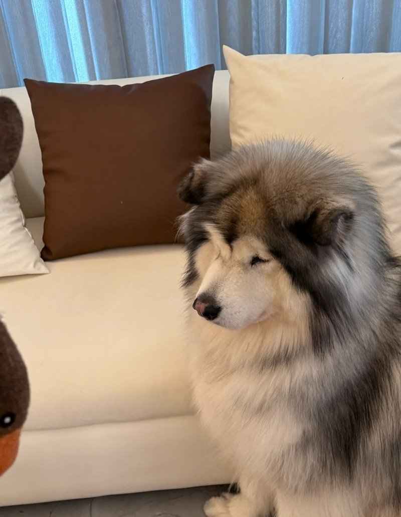 ảnh chó buồn 32