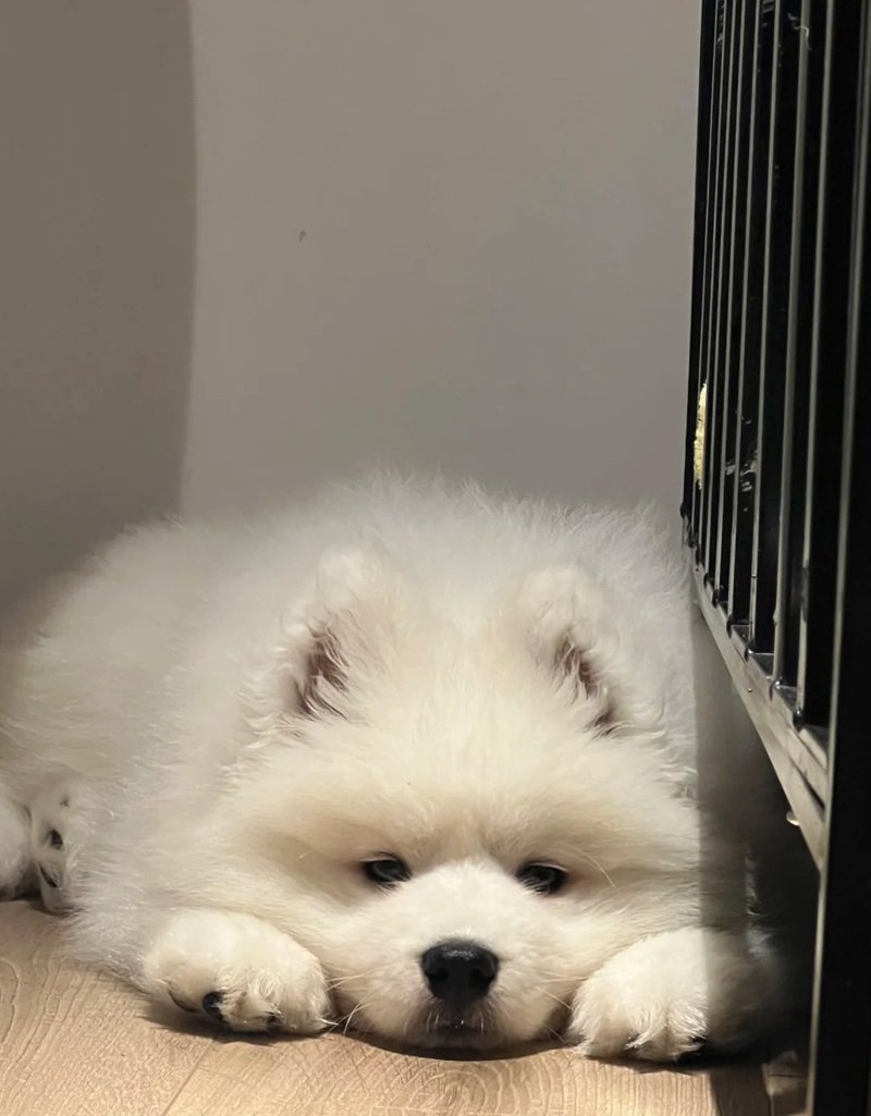 ảnh chó buồn 33