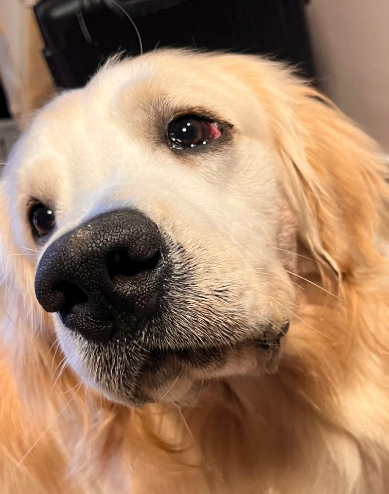 ảnh chó buồn 34