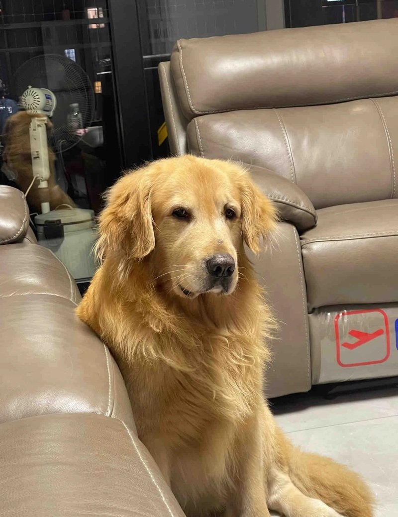 ảnh chó buồn 35