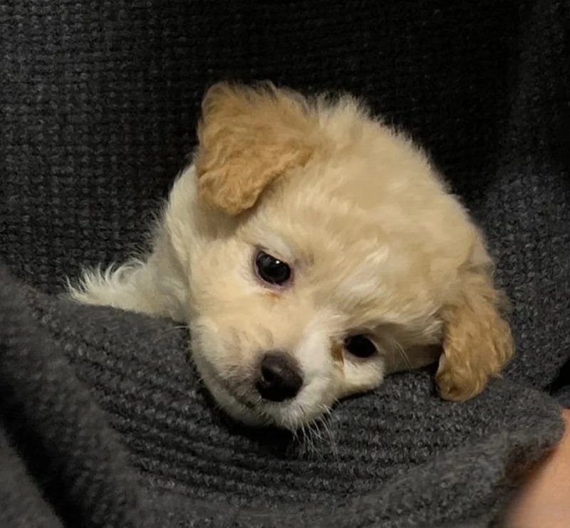 ảnh chó buồn 36